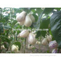 Hybrid F1 Solanum muricatum Pepino Cucumber Seeds For Planting